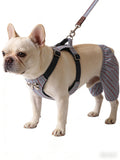 Ribbon Stripe Pet Harness & Leash Set